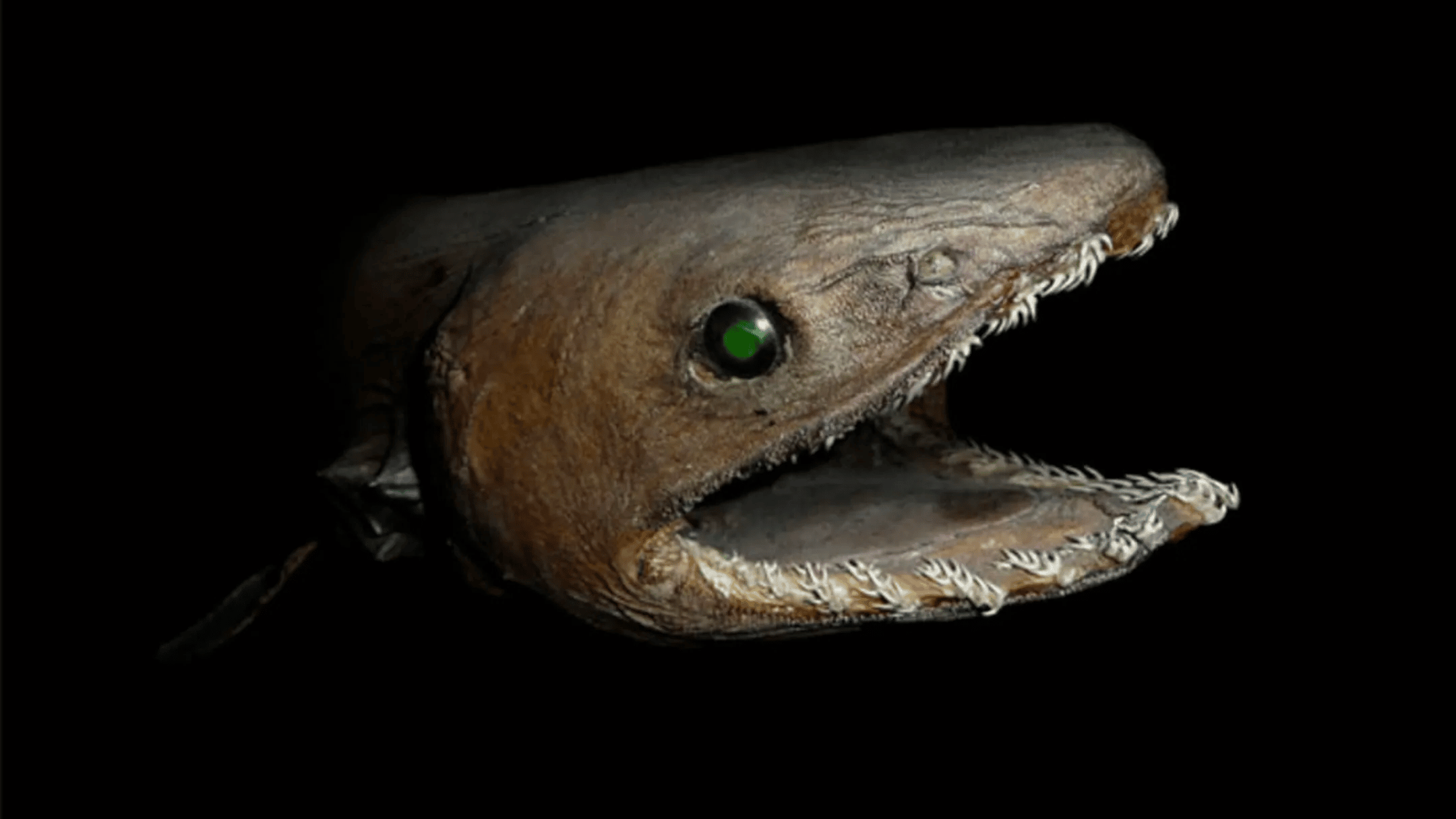 Frilled Shark 1