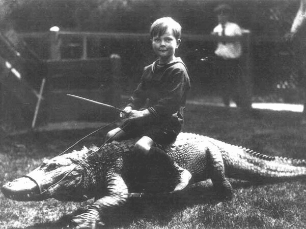 Young boy riding on the bag of an alligator with saddle.