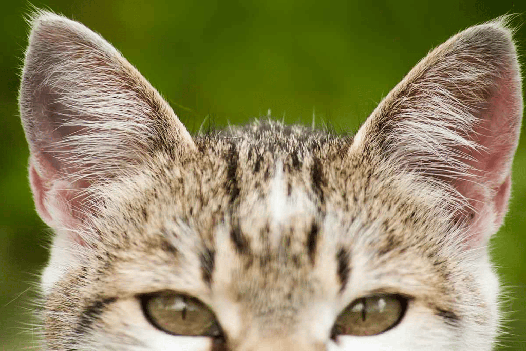 close up of cat’s ears - these help with cat righting reflex