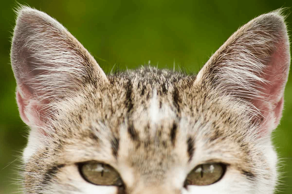 close up of cat’s ears - these help with cat righting reflex 