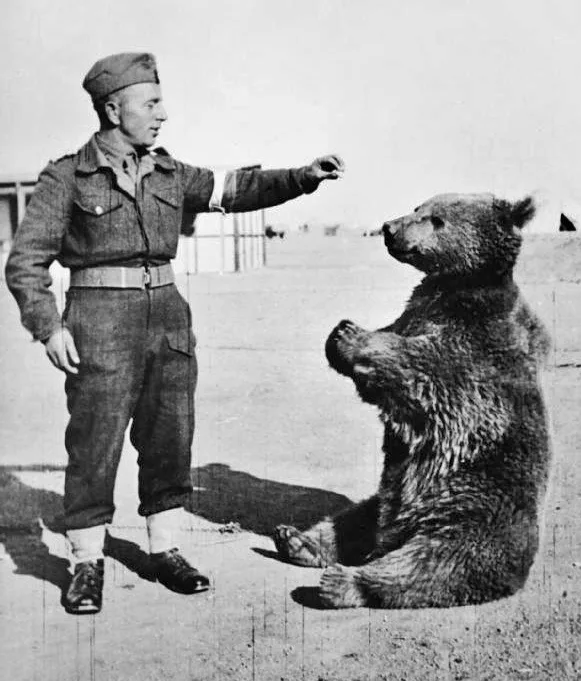 Wojtek the bear with a soldier in 1942