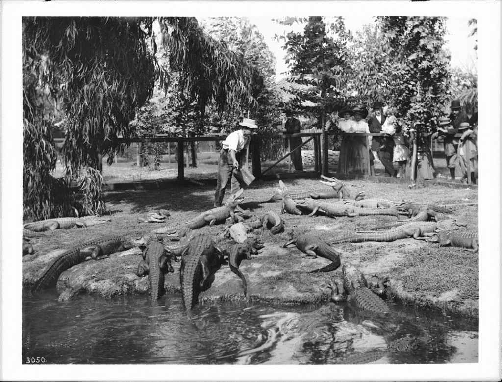 Alligators surrounding a trainer during feeding time at California Alligator Farms