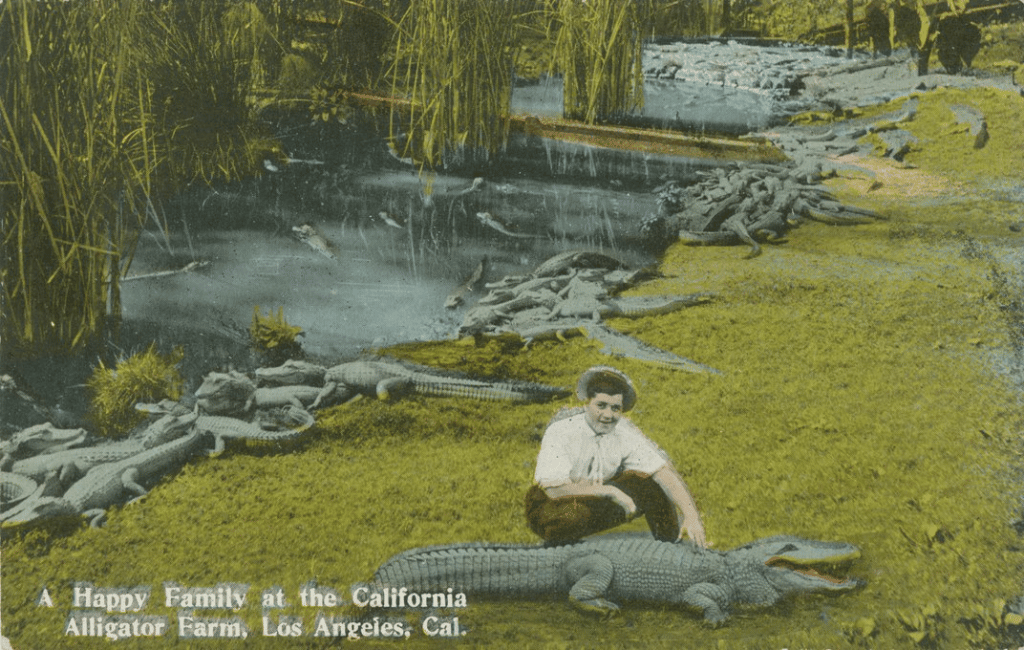 Women petting alligator with dozens of alligators behind her.