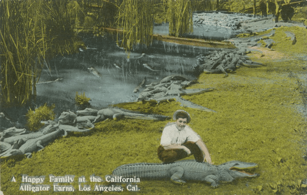 Women petting alligator with dozens of alligators behind her. 