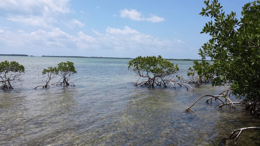 mangroves in florida