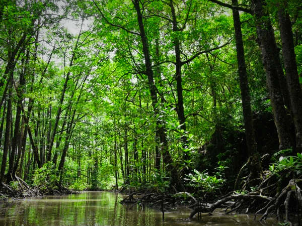 Bhitarkanika National Park mangroves
