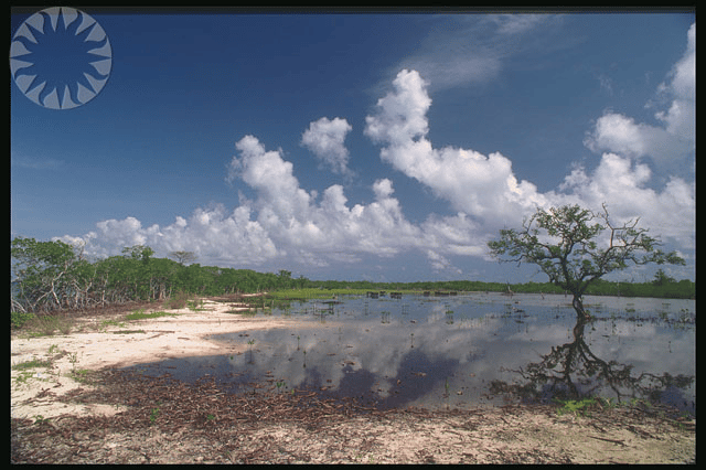 mangroves in belize